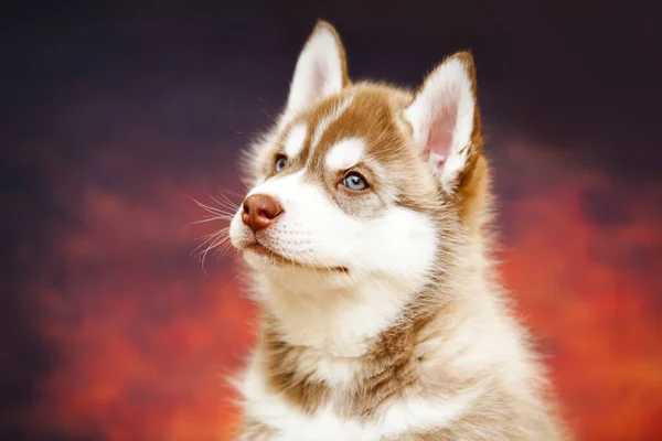 Siberian Husky Puppy Studio — Stock Photo, Image