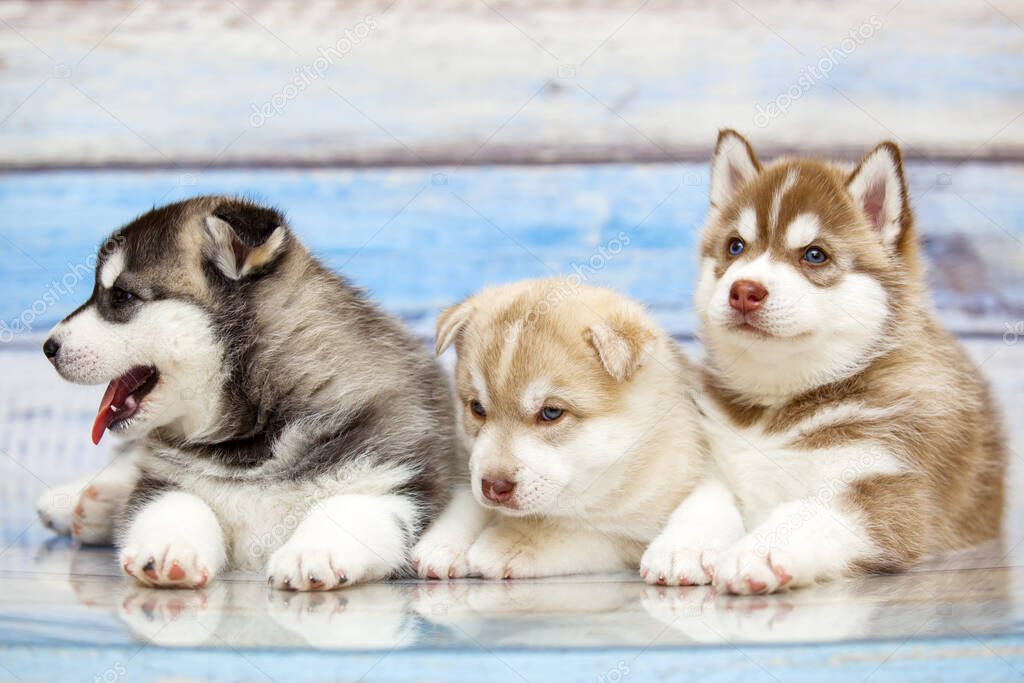 Siberian Husky puppies against studio background