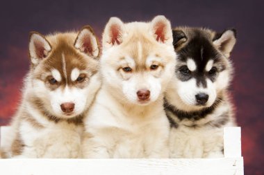 Tahta kutuda iri köpek yavruları