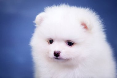 Stüdyoda şirin, beyaz bir yavru köpek var.