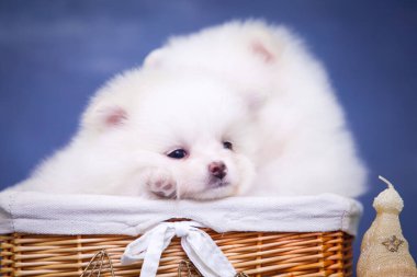 Stüdyoda şirin beyaz samoed yavruları var.