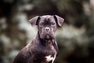 Şirin Puppy Cane Corso açık havada