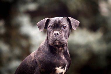 Şirin Puppy Cane Corso açık havada