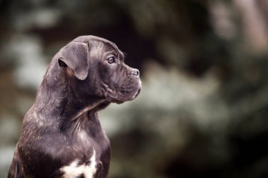 Şirin Puppy Cane Corso açık havada