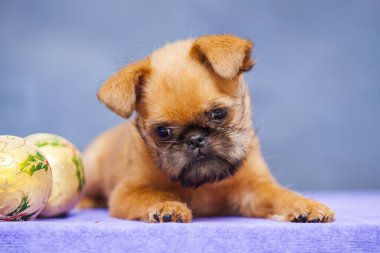 Brüksel Griffon, kapalı alanda köpek portresi yetiştiriyor