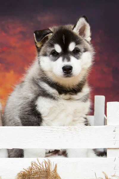 Siberiano Husky Cucciolo Studio — Foto Stock