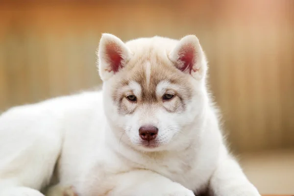 Adorable Husky Cachorro Aire Libre Retrato — Foto de Stock