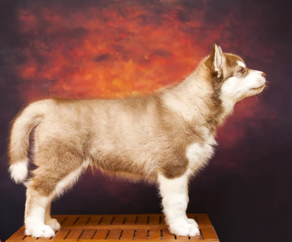 Ritratto Coperto Del Cucciolo Husky — Foto Stock