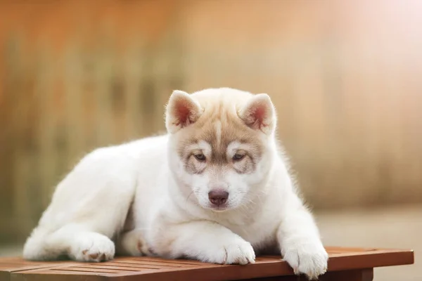 可愛い子犬屋外の肖像画 — ストック写真