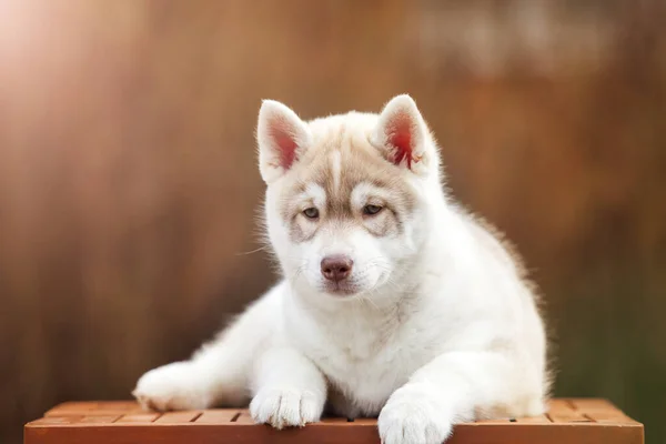 Adorable Husky Cachorro Aire Libre Retrato —  Fotos de Stock