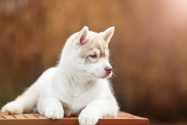 可愛い子犬屋外の肖像画 — ストック写真