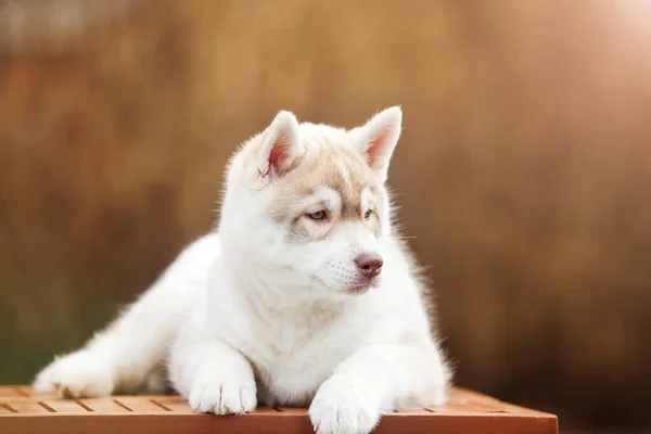 Schattig Husky Puppy Outdoor Portret — Stockfoto
