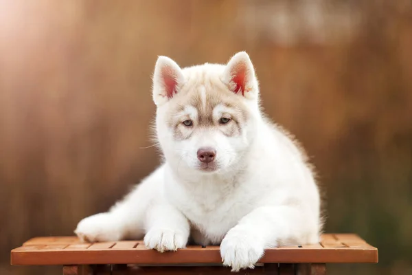 Entzückende Husky Welpen Freien Porträt — Stockfoto