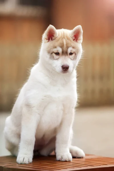 Adorável Husky Cachorrinho Livre Retrato — Fotografia de Stock