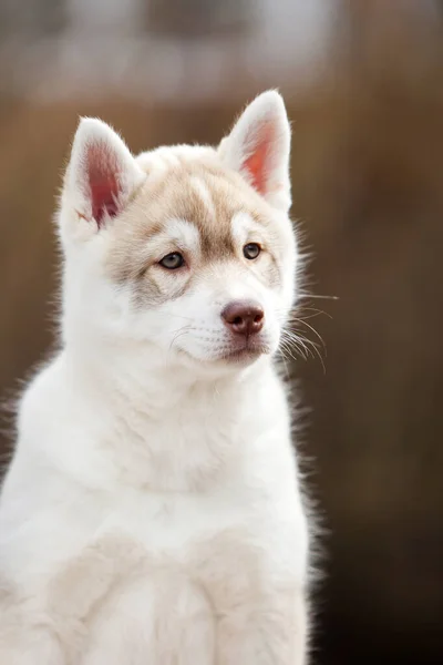 Adorable Husky Cachorro Aire Libre Retrato — Foto de Stock