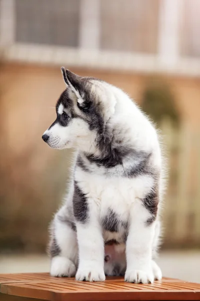 Bedårande Husky Valp Utomhus Porträtt — Stockfoto