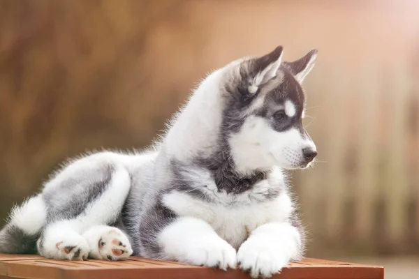 Adorable Husky Cachorro Aire Libre Retrato — Foto de Stock