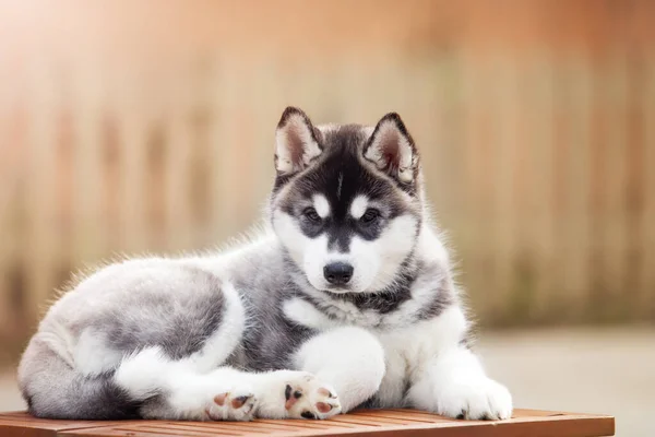 Adorable Husky Cachorro Aire Libre Retrato —  Fotos de Stock