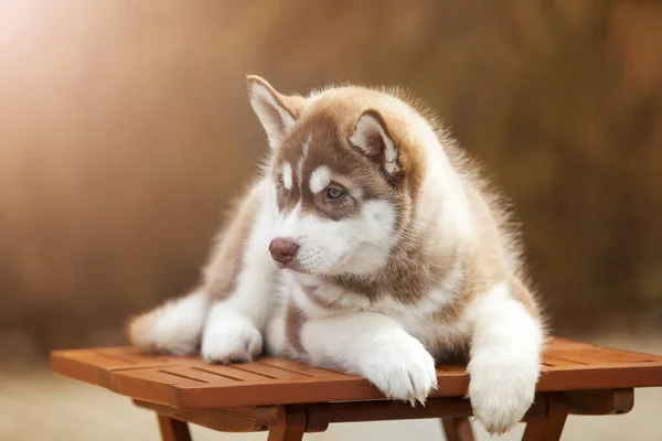 Entzückende Husky Welpen Freien Porträt — Stockfoto