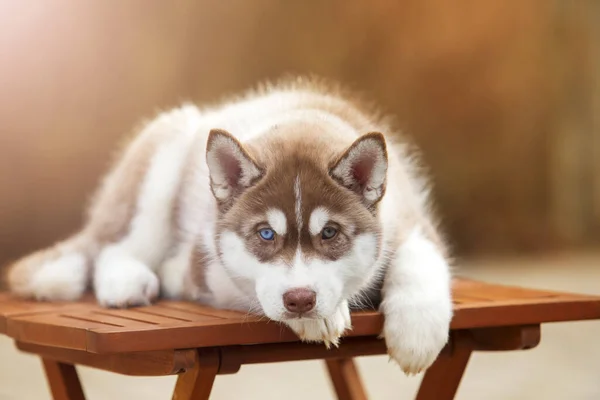 Entzückende Husky Welpen Freien Porträt — Stockfoto