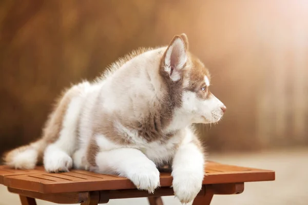 可愛い子犬屋外の肖像画 — ストック写真