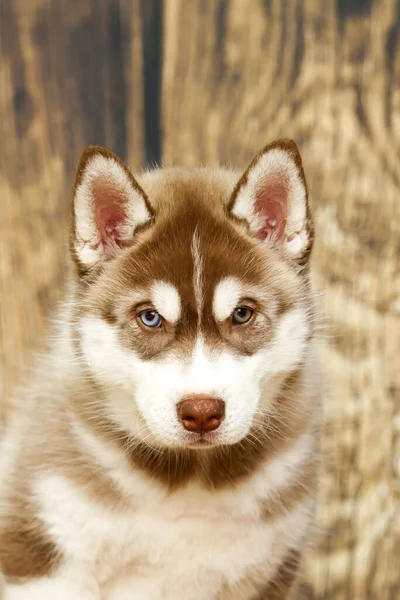 Siberian Husky Κουτάβι Στο Στούντιο — Φωτογραφία Αρχείου