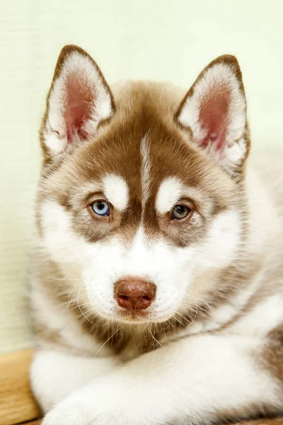 Cachorro Husky Siberiano Estúdio — Fotografia de Stock