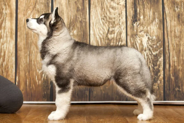 Cachorro Husky Siberiano Estudio —  Fotos de Stock
