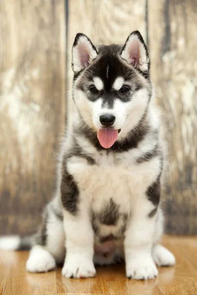 Cachorro Husky Siberiano Estudio — Foto de Stock