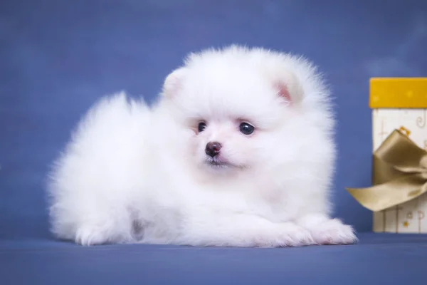 可愛いですホワイトSamード子犬でザスタジオ — ストック写真