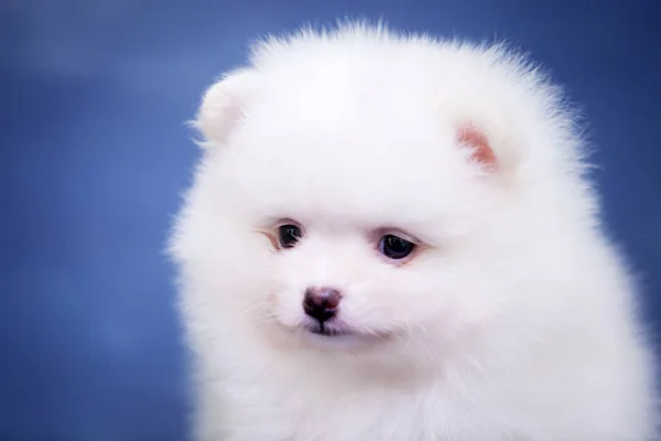 Cute White Samoed Puppy Studio — Stock Photo, Image