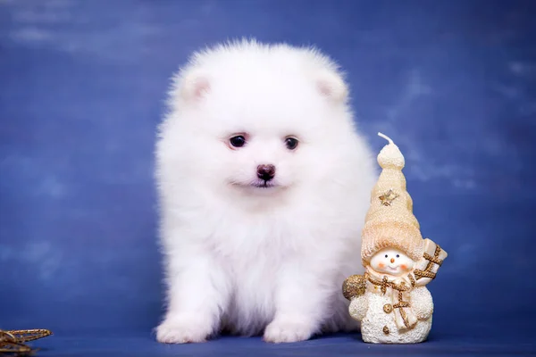 Cute White Samoed Puppy Studio — Stock Photo, Image