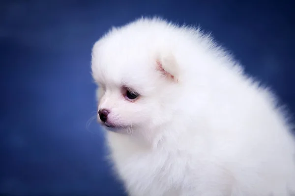 Stüdyoda Şirin Beyaz Bir Yavru Köpek Var — Stok fotoğraf