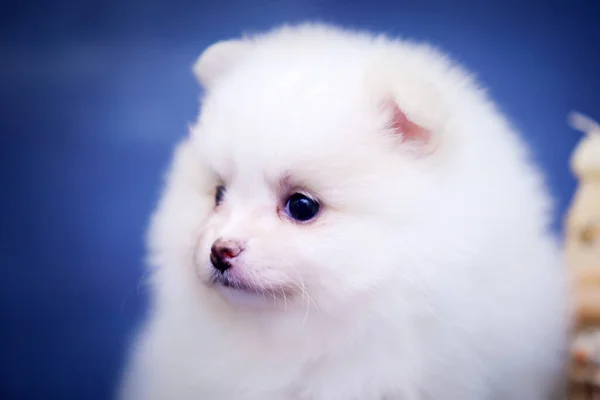 Cute White Samoed Puppy Studio — Stock Photo, Image