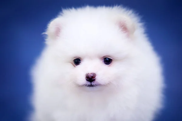 可愛いですホワイトSamード子犬でザスタジオ — ストック写真