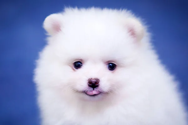 Leuke Witte Samoed Puppy Studio — Stockfoto