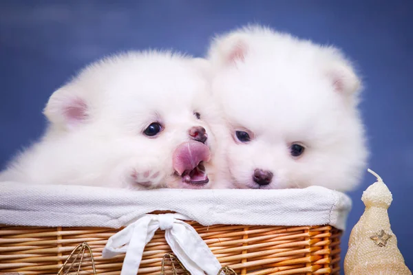 Lindos Cachorros Samoed Blancos Estudio —  Fotos de Stock
