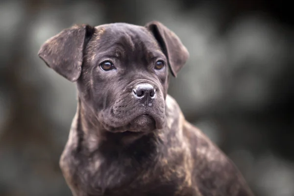 Niedliche Welpen Cane Corso Freien — Stockfoto