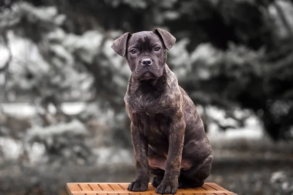 Şirin Puppy Cane Corso Açık Havada — Stok fotoğraf