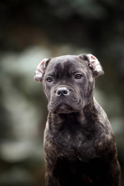 Cute Puppy Cane Corso Outdoor — Stok Foto