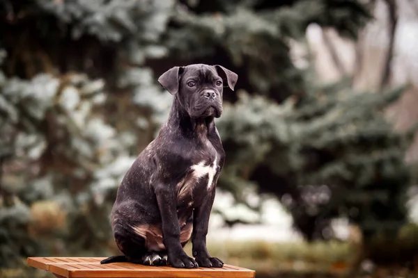 Şirin Puppy Cane Corso Açık Havada — Stok fotoğraf