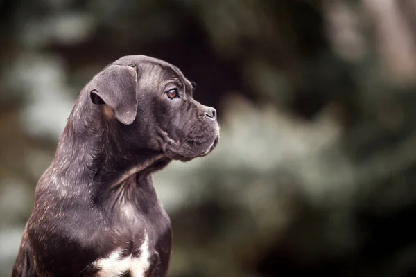 Lindo Cachorro Bastón Corso Aire Libre —  Fotos de Stock