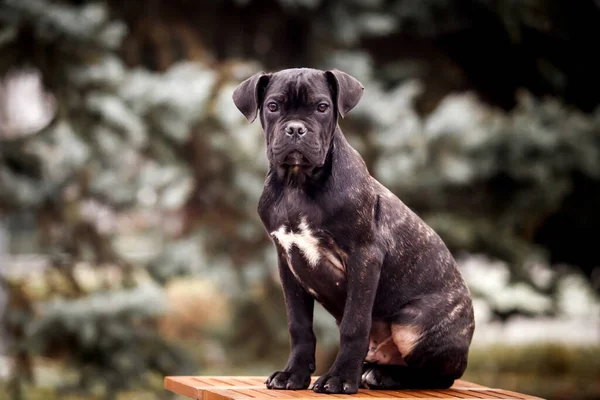 Cute Puppy Cane Corso Outdoor — Stock Photo, Image