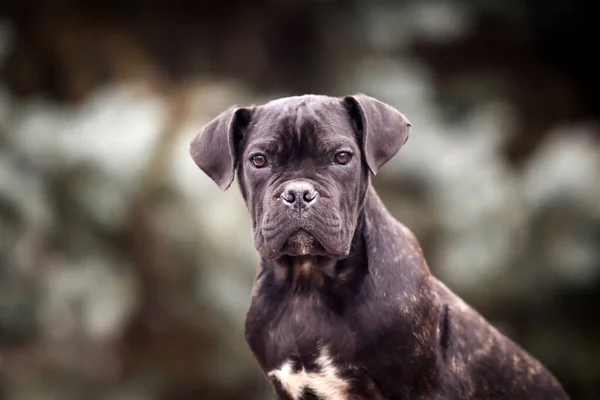 Cute Puppy Cane Corso Outdoor — Stock Photo, Image