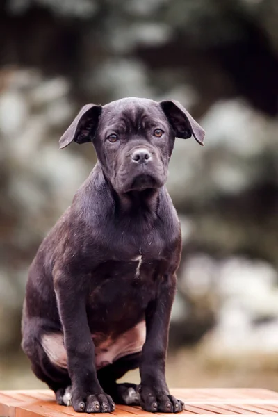 Lindo Cachorro Bastón Corso Aire Libre —  Fotos de Stock