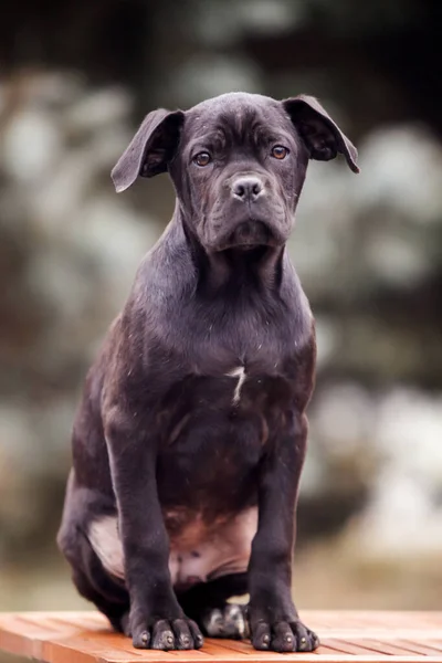 Lindo Cachorro Bastón Corso Aire Libre —  Fotos de Stock