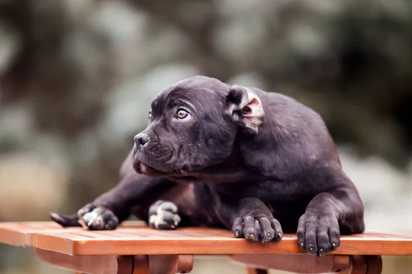 Lindo Cachorro Bastón Corso Aire Libre —  Fotos de Stock