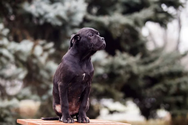 Şirin Puppy Cane Corso Açık Havada — Stok fotoğraf