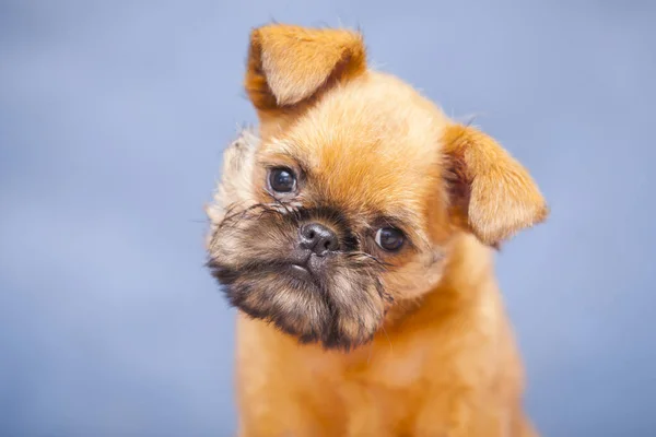 Brüksel Griffon Kapalı Alanda Köpek Portresi Yetiştiriyor — Stok fotoğraf