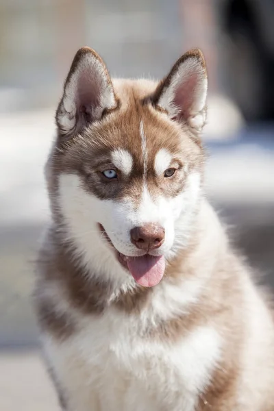 Siberian Husky户外肖像画 — 图库照片